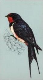 1975 Tetley Tea British Birds #13 Swallow Front