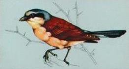 1975 Tetley Tea British Birds #16 Red-Backed Shrike Front