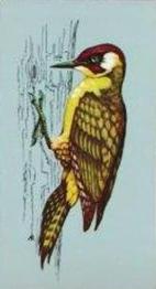 1975 Tetley Tea British Birds #23 Green Woodpecker Front