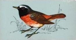 1975 Tetley Tea British Birds #24 Redstart Front