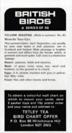 1975 Tetley Tea British Birds #42 Yellow Wagtail Back