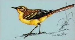 1975 Tetley Tea British Birds #42 Yellow Wagtail Front