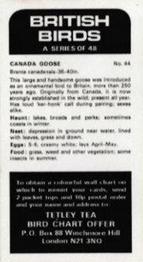 1975 Tetley Tea British Birds #44 Canada Goose Back
