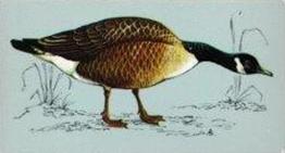 1975 Tetley Tea British Birds #44 Canada Goose Front