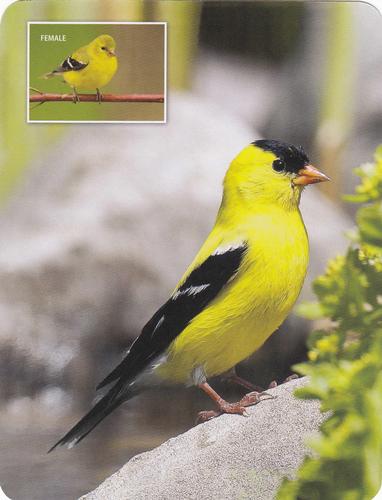 2020 Backyard Birds Eastern & Central North America #NNO American Goldfinch Front