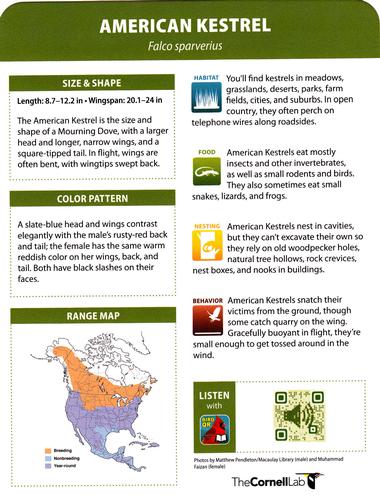 2020 Backyard Birds Eastern & Central North America #NNO American Kestrel Back