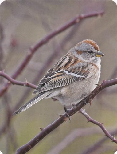 2020 Backyard Birds Eastern & Central North America #NNO American Tree Sparrow Front