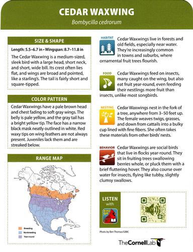 2020 Backyard Birds Eastern & Central North America #NNO Cedar Waxwing Back