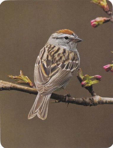2020 Backyard Birds Eastern & Central North America #NNO Chipping Sparrow Front