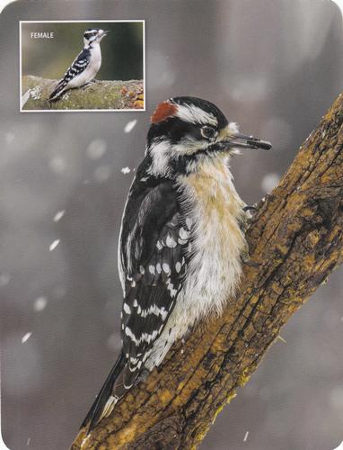 2020 Backyard Birds Eastern & Central North America #NNO Downy Woodpecker Front