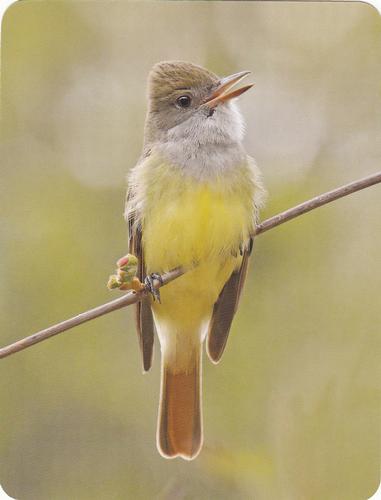2020 Backyard Birds Eastern & Central North America #NNO Great Crested Flycatcher Front