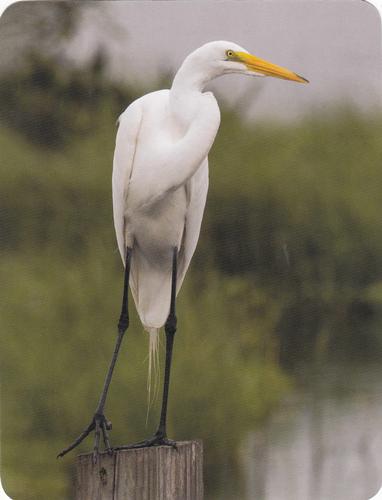 2020 Backyard Birds Eastern & Central North America #NNO Great Egret Front
