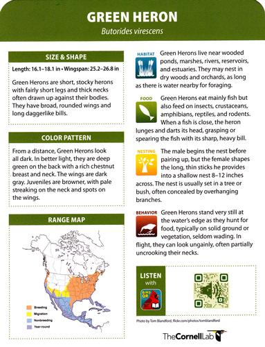 2020 Backyard Birds Eastern & Central North America #NNO Green Heron Back