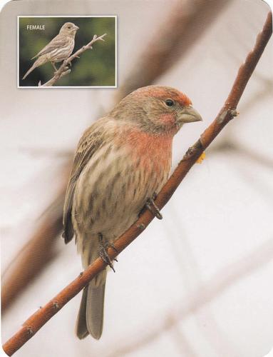2020 Backyard Birds Eastern & Central North America #NNO House Finch Front