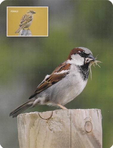 2020 Backyard Birds Eastern & Central North America #NNO House Sparrow Front