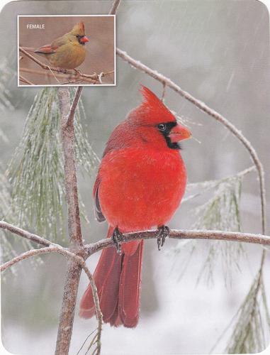 2020 Backyard Birds Eastern & Central North America #NNO Northern Cardinal Front