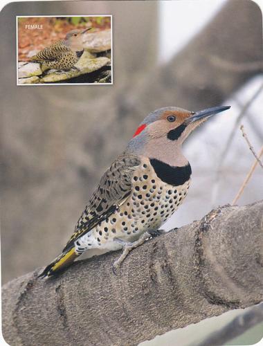 2020 Backyard Birds Eastern & Central North America #NNO Northern Flicker Front