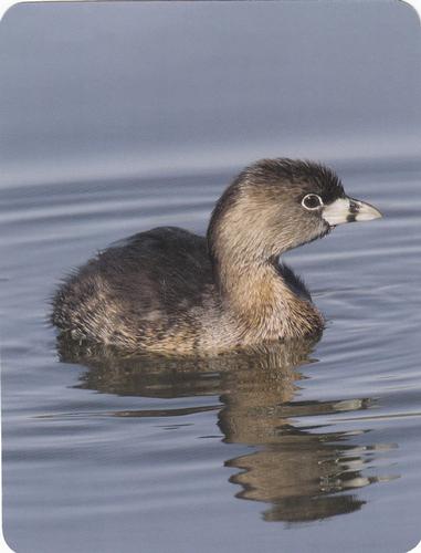 2020 Backyard Birds Eastern & Central North America #NNO Pied-Billed Grebe Front