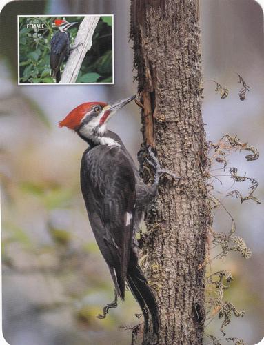 2020 Backyard Birds Eastern & Central North America #NNO Pileated Woodpecker Front