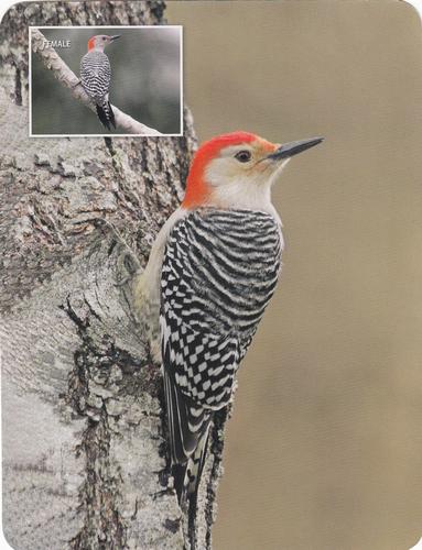 2020 Backyard Birds Eastern & Central North America #NNO Red-Bellied Woodpecker Front