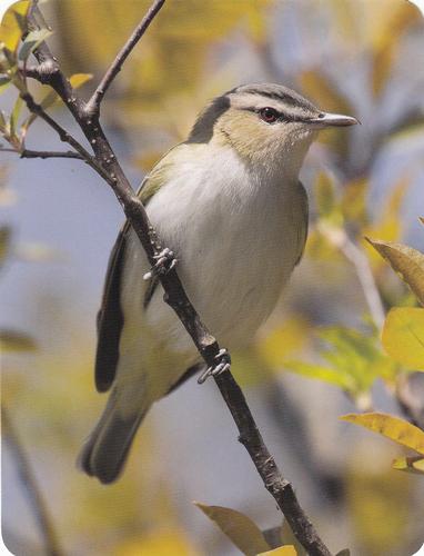 2020 Backyard Birds Eastern & Central North America #NNO Red-Eyed Vireo Front