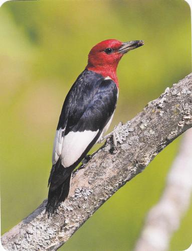 2020 Backyard Birds Eastern & Central North America #NNO Red-headed Woodpecker Front