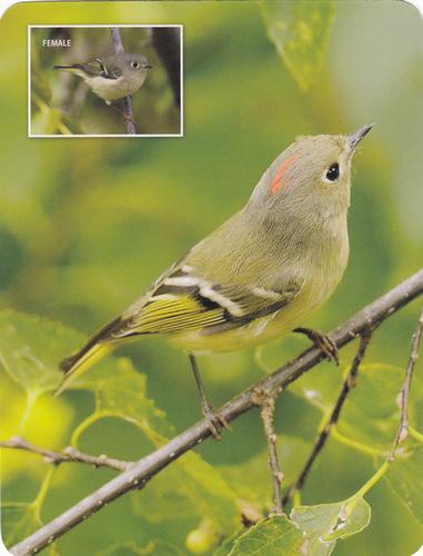 2020 Backyard Birds Eastern & Central North America #NNO Ruby-Crowned Kinglet Front