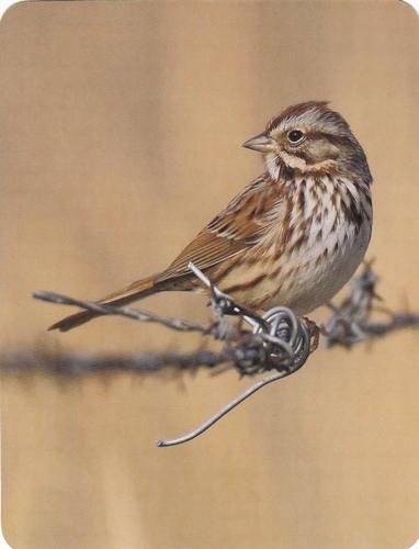 2020 Backyard Birds Eastern & Central North America #NNO Song Sparrow Front