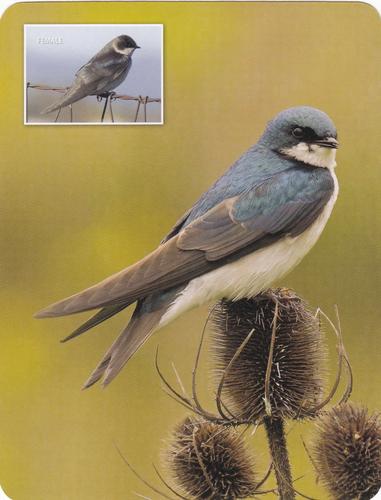 2020 Backyard Birds Eastern & Central North America #NNO Tree Swallow Front