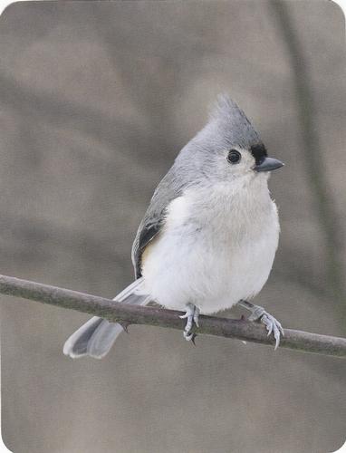 2020 Backyard Birds Eastern & Central North America #NNO Tufted Titmouse Front