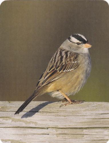 2020 Backyard Birds Eastern & Central North America #NNO White-Crowned Sparrow Front