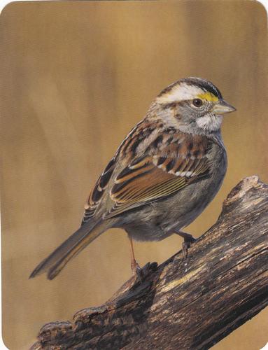 2020 Backyard Birds Eastern & Central North America #NNO White-Throated Sparrow Front