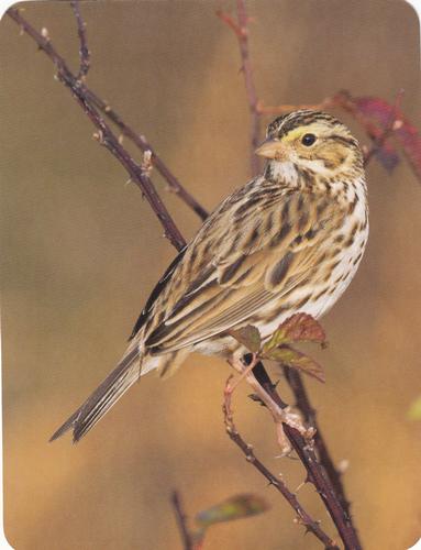2020 Backyard Birds Eastern & Central North America #NNO Savannah Sparrow Front