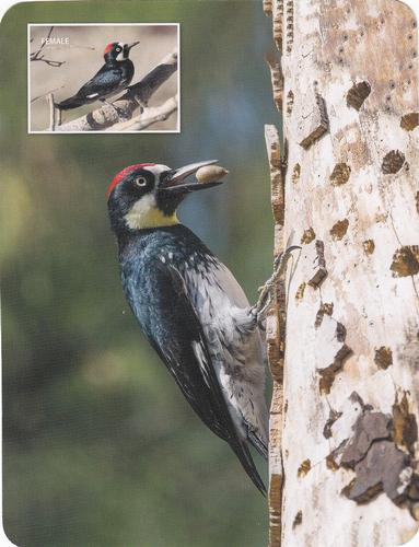 2020 Backyard Birds of Western North America #1 Acorn Woodpecker Front