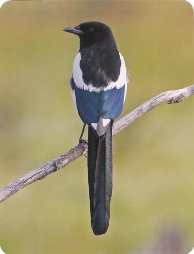 2020 Backyard Birds of Western North America #6 Black-Billed Magpie Front