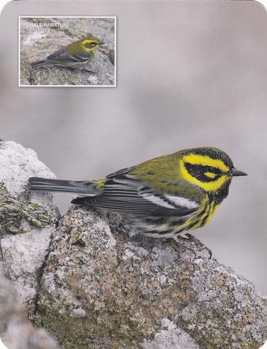 2020 Backyard Birds of Western North America #31 Townsend's Warbler Front
