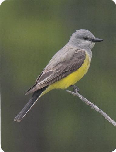 2020 Backyard Birds of Western North America #35 Western Kingbird Front