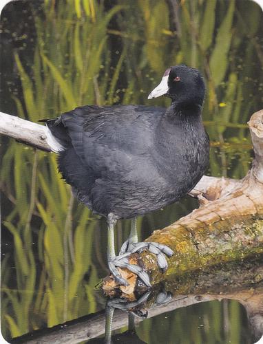 2020 Backyard Birds of Western North America #42 American Coot Front