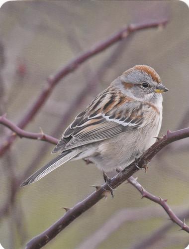2020 Backyard Birds of Western North America #47 American Tree Sparrow Front