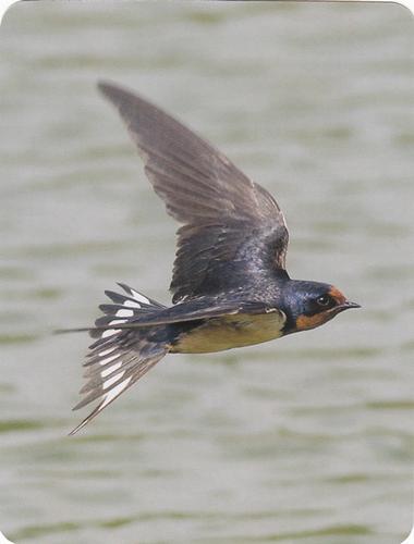 2020 Backyard Birds of Western North America #49 Barn Swallow Front