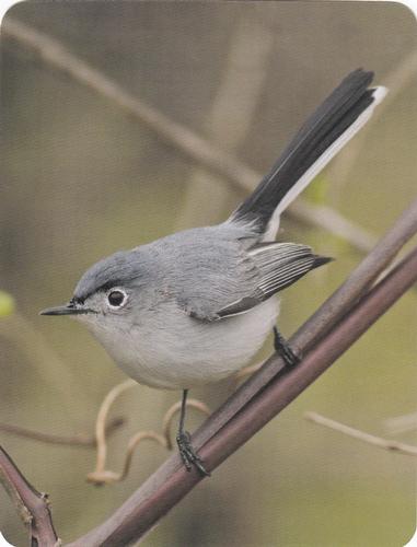 2020 Backyard Birds of Western North America #52 Blue-Gray Gnatcatcher Front