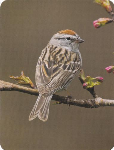 2020 Backyard Birds of Western North America #57 Chipping Sparrow Front