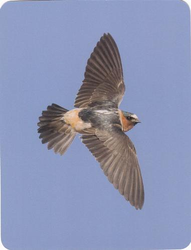 2020 Backyard Birds of Western North America #58 Cliff Swallow Front