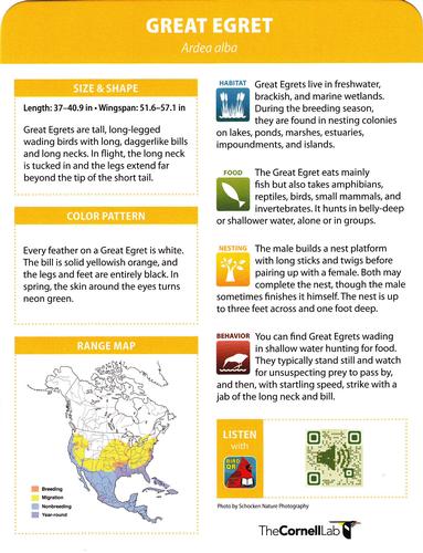 2020 Backyard Birds of Western North America #69 Great Egret Back