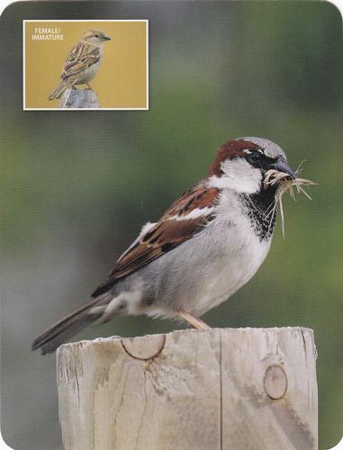 2020 Backyard Birds of Western North America #76 House Sparrow Front