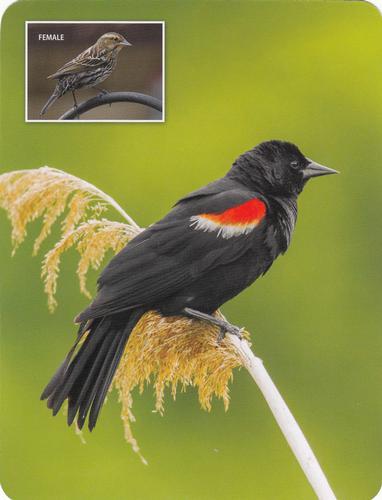 2020 Backyard Birds of Western North America #89 Red-Winged Blackbird Front