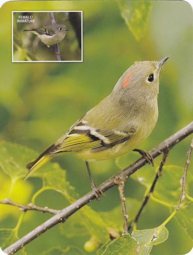 2020 Backyard Birds of Western North America #92 Ruby-Crowned Kinglet Front