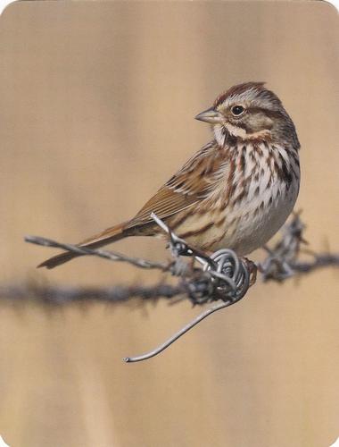 2020 Backyard Birds of Western North America #95 Song Sparrow Front