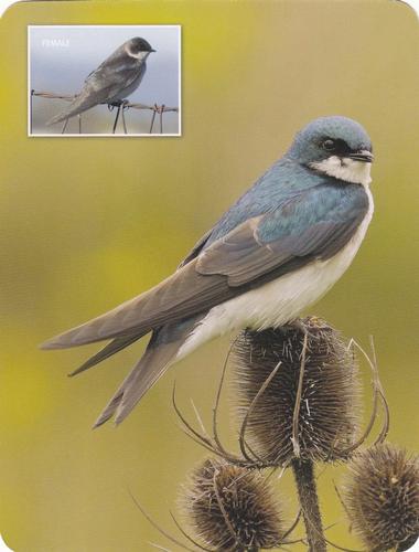 2020 Backyard Birds of Western North America #96 Tree Swallow Front