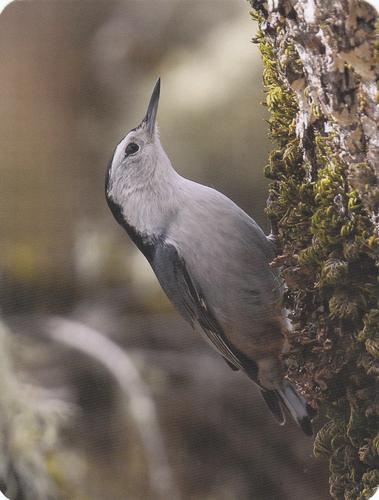 2020 Backyard Birds of Western North America #98 White-Breasted Nuthatch Front